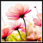 Virágos álom három részes gyémántszemes kirakó kört alakú gyémántszemekkel