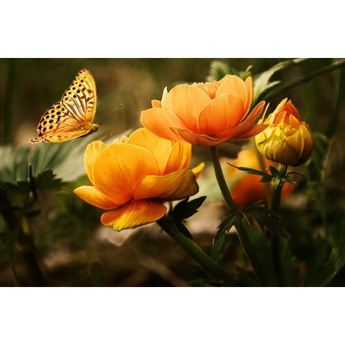 Pillangó virággal Kör alakú Gyémántszemes kirakó kerettel 40x50