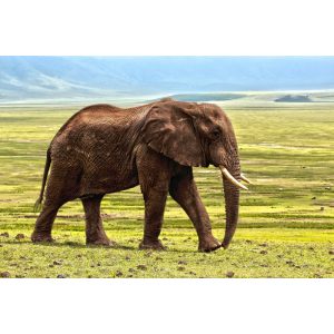 Elefánt kör alakú kreatív gyémánt kirakó Elefánt kör alakú kreatív gyémánt kirakó