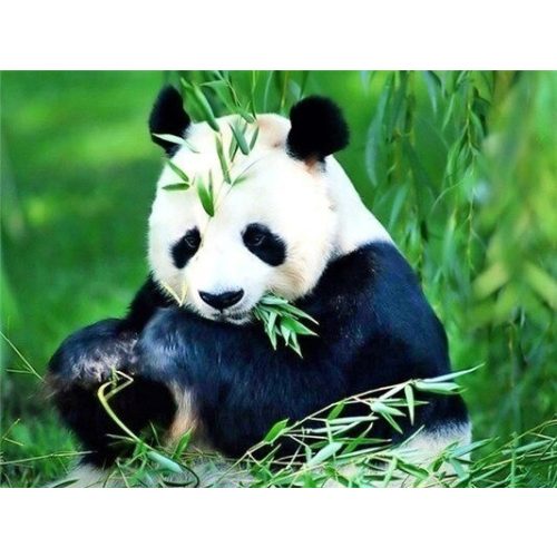 Panda Négyzet alakú Gyémántszemes kirakó 30x40