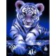 Kis tigris Négyzet alakú Gyémántszemes kirakó 30x40