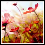 Virágos álom három részes gyémántszemes kirakó négyzet alakú gyémántszemekkel