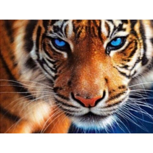 Tigris Négyzet alakú Gyémántszemes kirakó 40x50