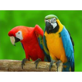   Színes papagájok kör alakú kreatív gyémánt kirakó 40x50
