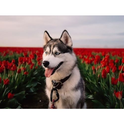 Husky a pipacsmezőn festés számok alapján kreatív készlet keret nélkül